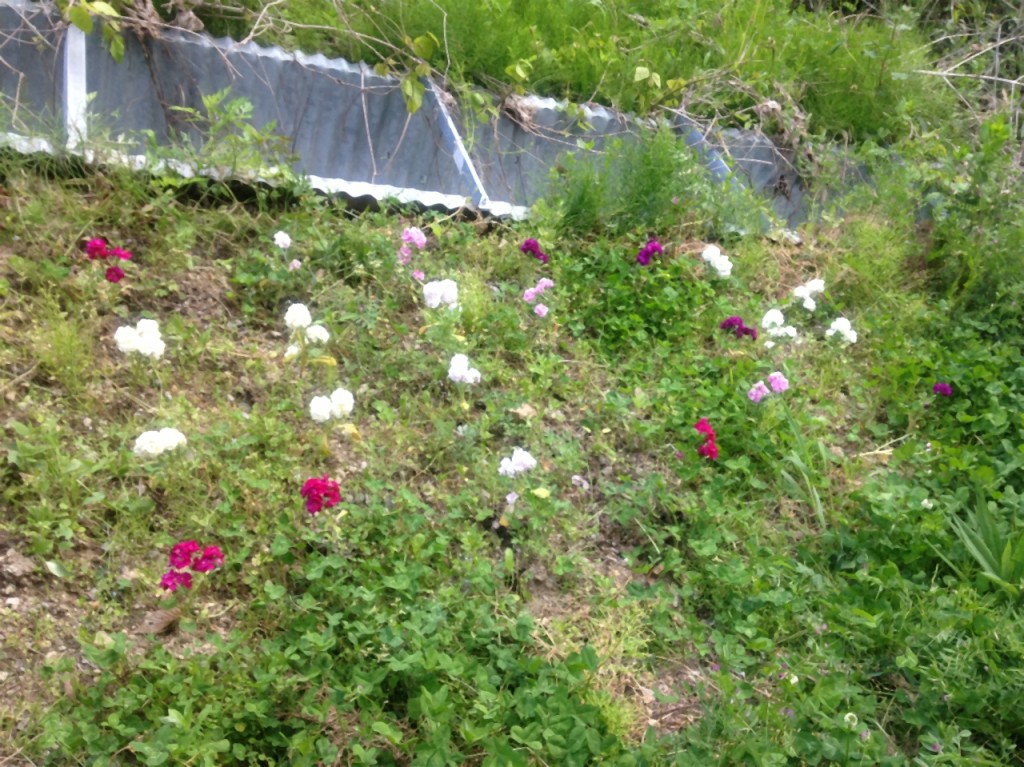 いろんな色の花が・・・